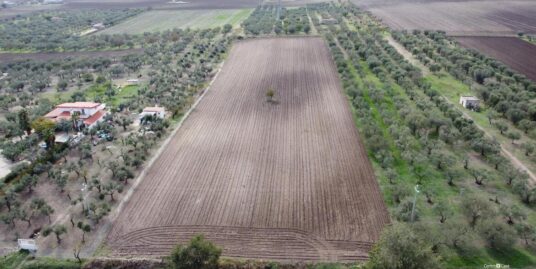 Un terreno di 15000 mq ca. a pochi km da Lucera